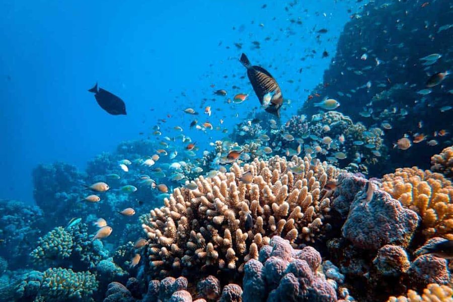 boceo-mar-rojo-egipto